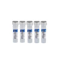 一管化 RT Mix with DNase