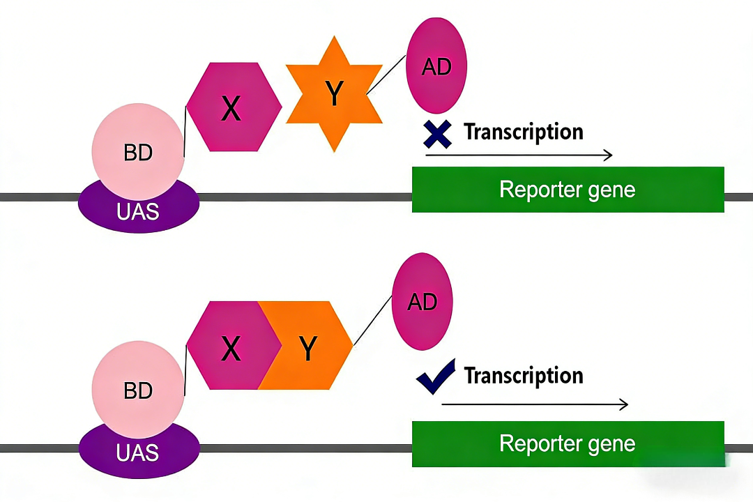 酵母双杂交系统：原理、构成、应用与评价
