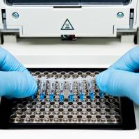 牛单B细胞单抗制备服务|单B细胞筛选技术