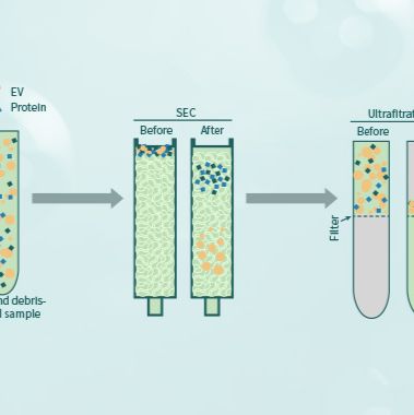 技术服务/外泌体整体化研究服务/外泌体提取/外泌体鉴定/植物外泌体/动物外泌体