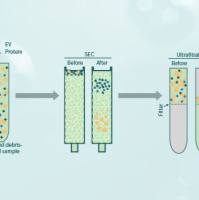 技术服务/外泌体整体化研究服务/外泌体提取/外泌体鉴定/植物外泌体/动物外泌体