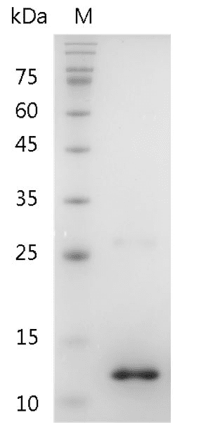 Fig.Human BMP-10 Protein, His tag (Animal-Free)