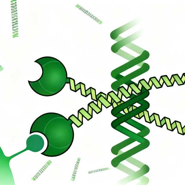 技术服务/表观遗传/DAP-Seq/高通量/无需抗体/灵活可控/物种普适性广