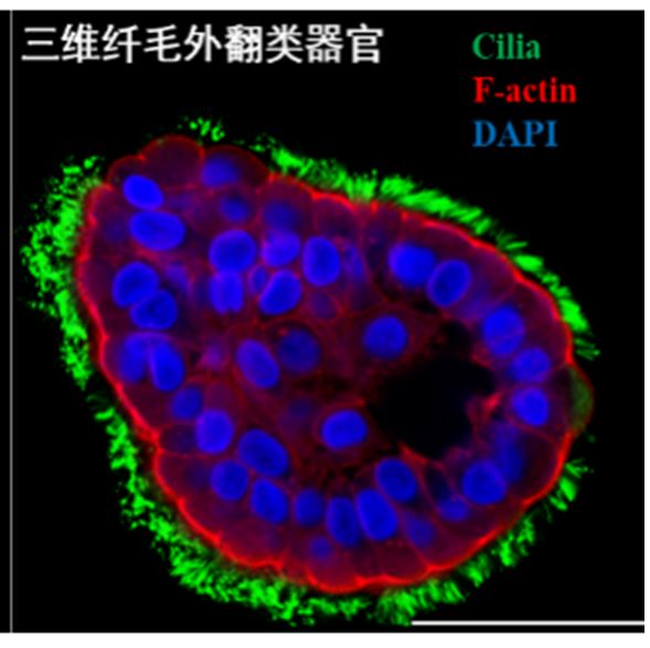 类器官研究解决方案