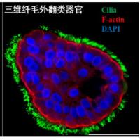 类器官研究解决方案