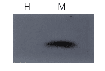 Fig. 使用ExKine™ 总膜蛋白提取试剂盒对特定蛋白进行蛋白质印迹。样本：293T细胞裂解物；H：使用Na+/K+-ATPase 抗体分析亲水相。M：使用Na+/K+-ATPase 抗体分析膜蛋白。