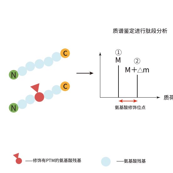 单一纯化蛋白翻译后修饰质谱鉴定