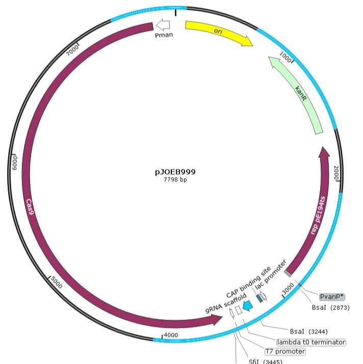 pJOE8999 枯草芽孢杆菌CRISPR系统基因编辑载体