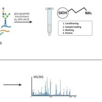 N-糖基化修饰定量蛋白组学