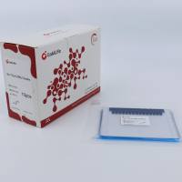 Bis-Tris,4-20%,12wells