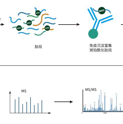 琥珀酰化修饰定量蛋白质组学