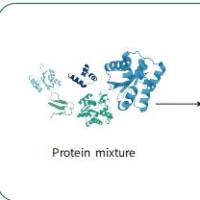 混合蛋白质谱鉴定