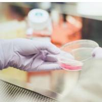 「DIFF CRO」DIFF H5N1假病毒