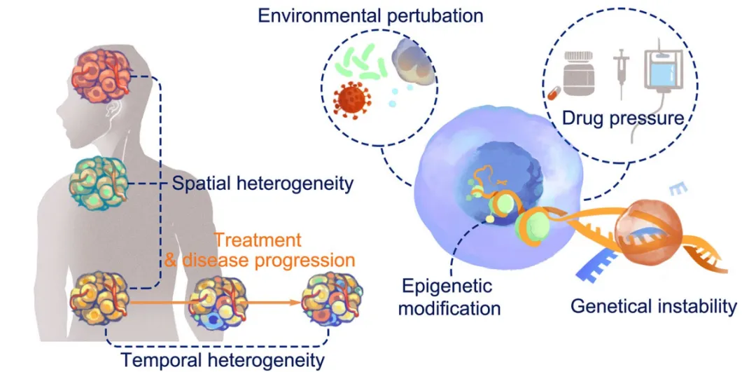 肿瘤免疫的 “差异化战场”：异质性背后的分子调控逻辑