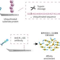 泛素化修饰定量蛋白质组学
