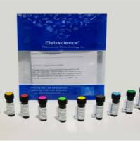 流式信号弱、背景高？Elabscience APC标记MHC II（I-A/I-E）抗体 [M5/114]，高信噪比，一抗到位！