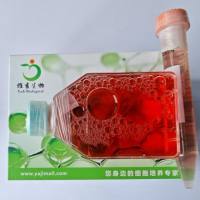 C57BL/6J小鼠脾脏CD4+ T细胞