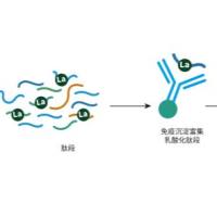 乳酸化修饰定量蛋白组学