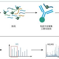 乙酰化修饰定量蛋白组学