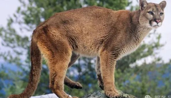 DNA测序揭示美洲狮生存危机：基因隔离或成物种存亡关键！