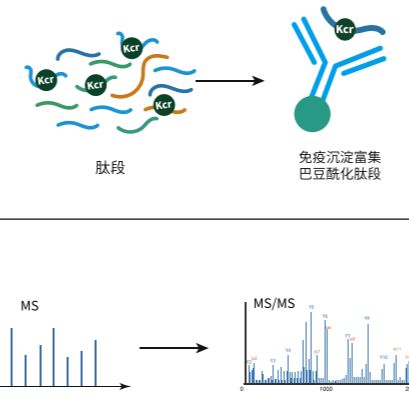 巴豆酰化修饰定量蛋白组学