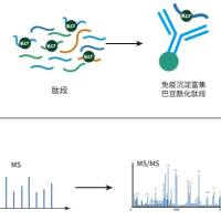 巴豆酰化修饰定量蛋白组学