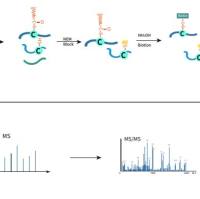 棕榈酰化修饰定量蛋白组学