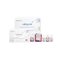 Ubri-Amrita™ iPSC重编程组合套装