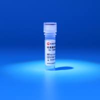 校准级彩色预染蛋白Marker（8-180kDa）