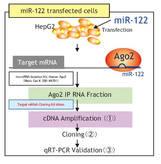 2914830020383938.jpg 2914830020383938.jpg