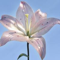 花卉遗传转化服务