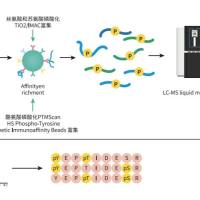 磷酸化修饰定量蛋白组学