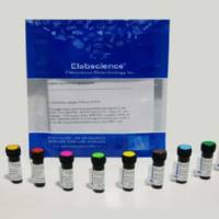 T细胞分群总不准？Elabscience APC标记CD3 抗体[OKT-3]，高特异性锁定CD3⁺，结果更可靠！