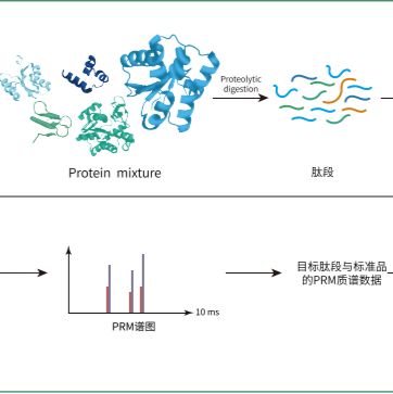 PRM靶向蛋白质定量组学(相对定量)