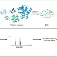 PRM靶向蛋白质定量组学(相对定量)