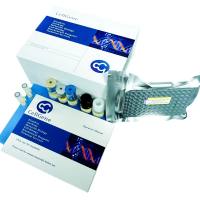 中华仓鼠卵巢细胞(CHO)宿主蛋白(HCP),G3 残留检测试剂盒(上清)