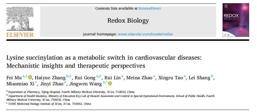 琥珀酰化专题|《Redox Biology》（2025年，88:103932）解读：赖氨酸琥珀酰化作为心血管疾病的代谢开关：机制见解与治疗前景