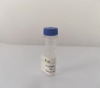 Ki-67 Recombinant Rabbit mAb(bsm-60738R)-50ul/100ul/25ul