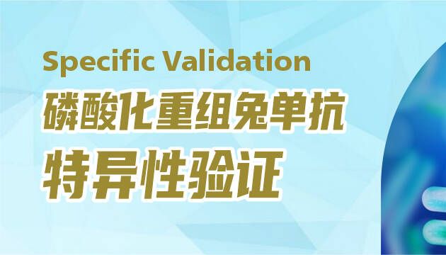 磷酸化重组兔单抗 特异性验证