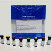 锁定红细胞标志物：Elabscience 生物素抗人 CD235 抗体[HIR2]，为您的血液学研究提供关键证据