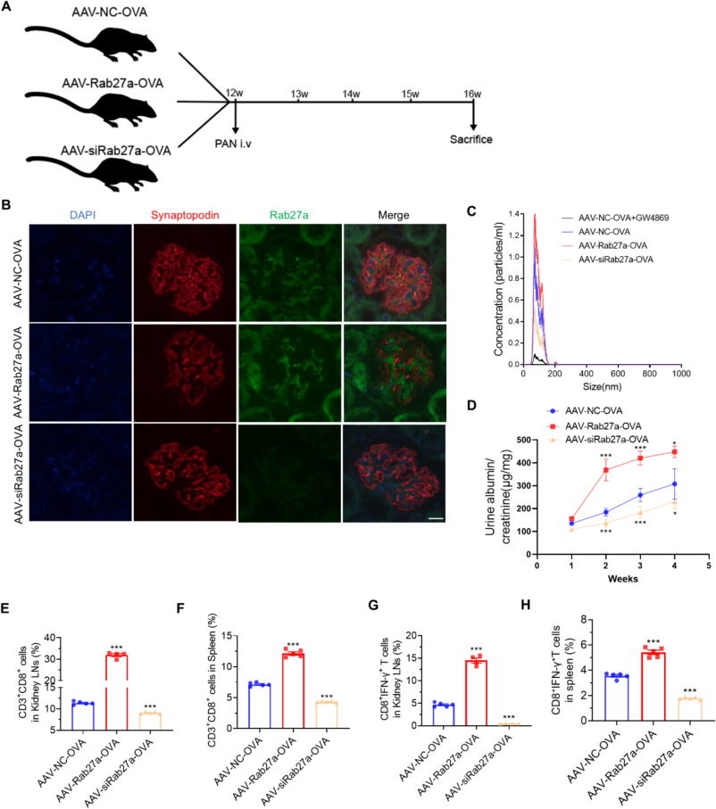外泌体技术服务 外泌体技术服务