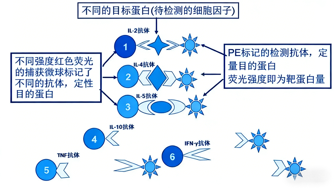 微球免疫分析系统CBA（Cytometric Bead Array）技术概述：原理、流程与特点
