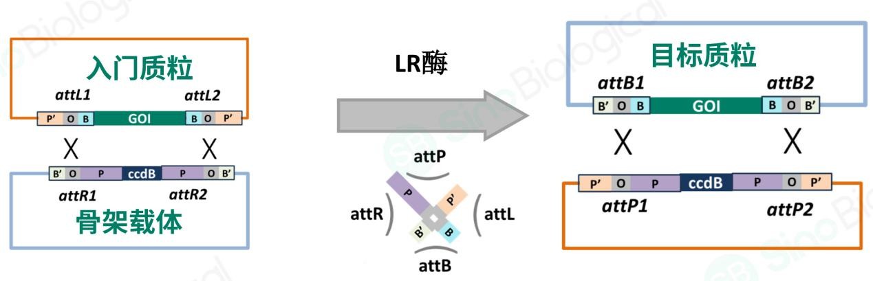 技术革新，克隆无忧：ClickWay整合酶引领无缝克隆新时代