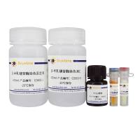 细胞衰老β-半乳糖苷酶染色试剂盒