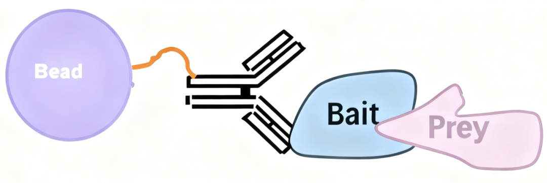 Co-IP精准拿捏蛋白"最佳搭子"