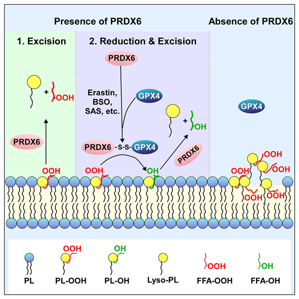 BMG LABTECH多功能酶标仪文献分享,广州医科大学中山大学连同多国科研团队发表在Molecular Cell “Targeting PRDX6-dependent localization and function of GPX4 enhances ferroptosis-mediated tumor suppression” 报告
