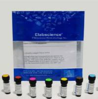 告别交叉反应烦恼：Elabscience PE/Cyanine7标记 CD11b 抗体 [M1/70]，同步解锁人与小鼠髓系细胞研究