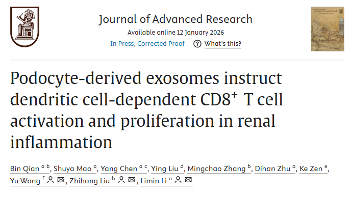 【J Adv Res】13分，足细胞藏大招！摇身变 “免疫激活器”，外泌体介导抗原呈递，重塑肾脏免疫圈