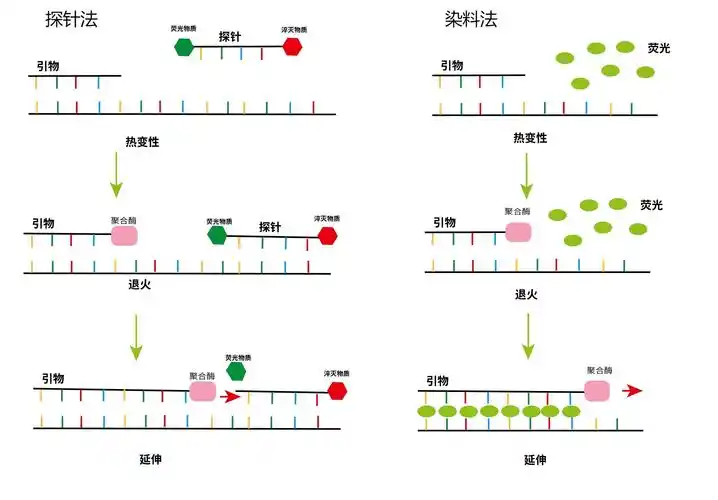 纯干货!qPCR常见的10个问题，一文讲清。