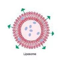 TCR 样抗体 scFv 修饰阿霉素脂质体用于MAGE-A1 阳性黑色素瘤的精准治疗